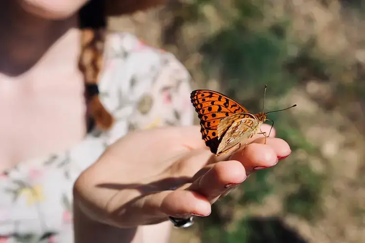 Campasun : Papillon Enfant Aiguines Camping