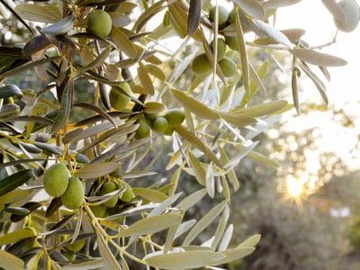 CAMPASUN - Olive Oil Museum