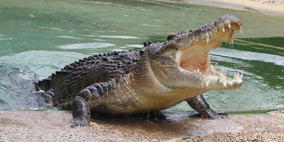 CAMPASUN - Krokodilfarm