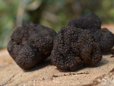 Campasun : Truffles 4150667 1920 400x300