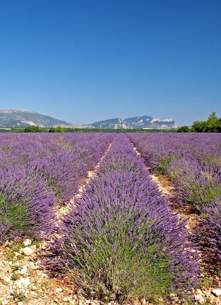 Campasun : Lavandes Valensole 9927 Copie