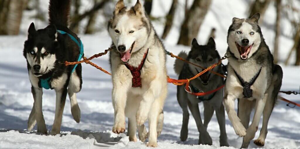 Campasun : Chien De Traîneau Haute Savoie