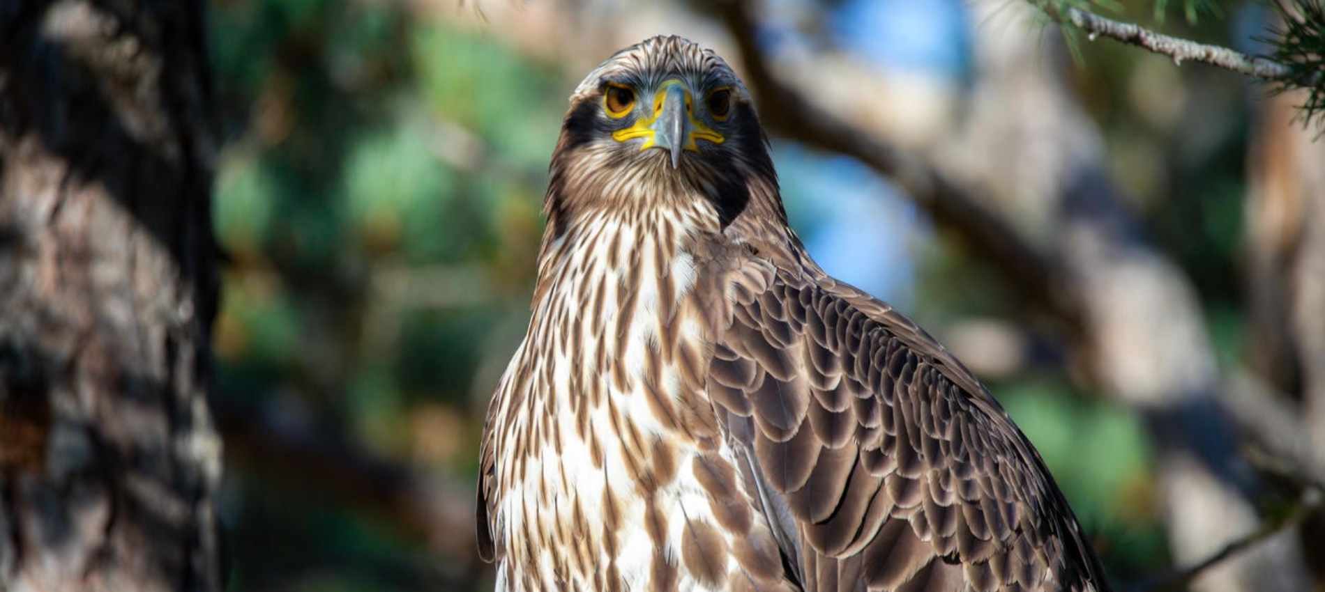 CAMPASUN - Les Aigles du Verdon : découvrez un parc animalier de haut vol